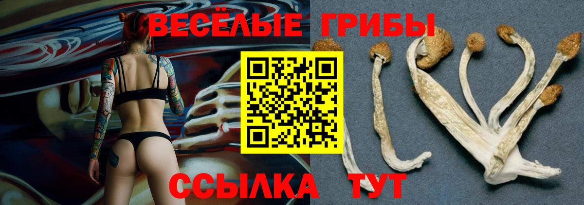 Нижнекамск  Галлюциногенные грибы Psilocybe  Вход с VPN  Псилоцибиновые грибы прущие грибы 